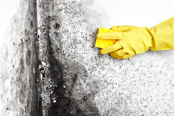 Best Mold Damage Restoration  in Barneveld, WI
