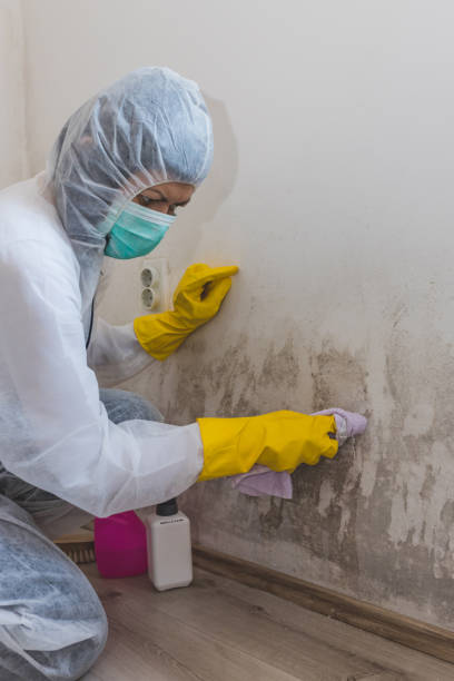 Best Environmental Consulting for Mold Prevention  in Barneveld, WI