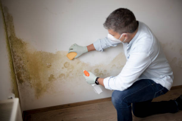 Best Black Mold Removal  in Barneveld, WI
