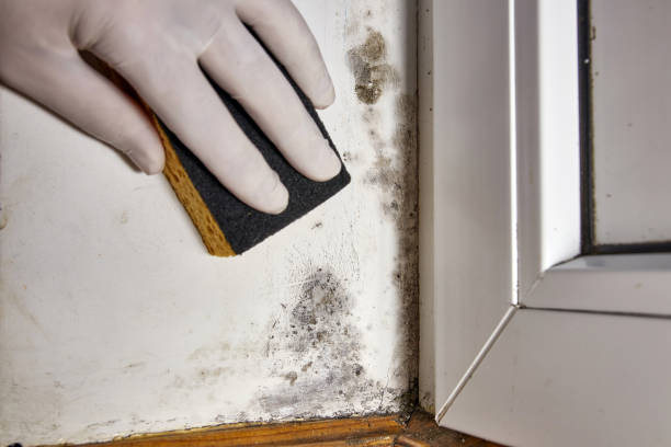 Best Industrial Mold Remediation  in Barneveld, WI